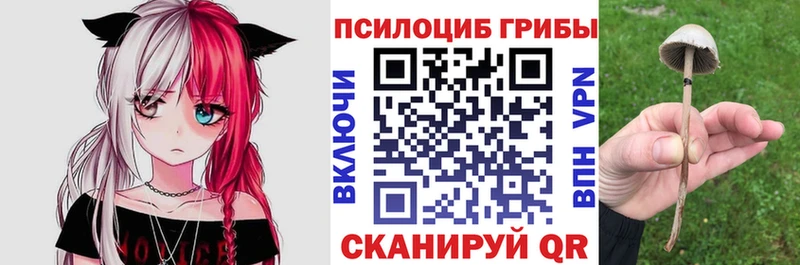 Псилоцибиновые грибы Psilocybe  omg как зайти  Кашин 